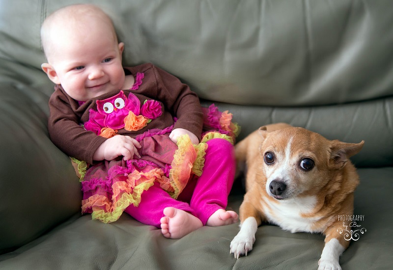 Собака чихуахуа с девочкой. Фото