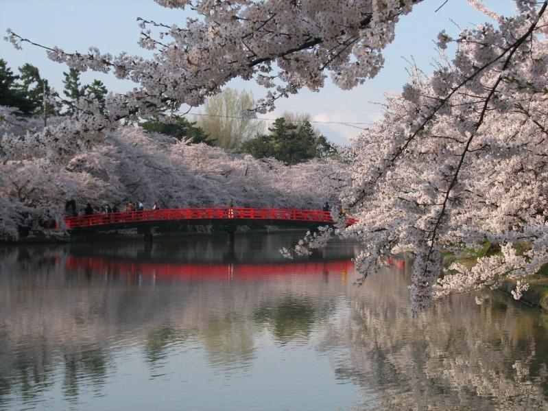 Цветение сакуры в Японии. Фото