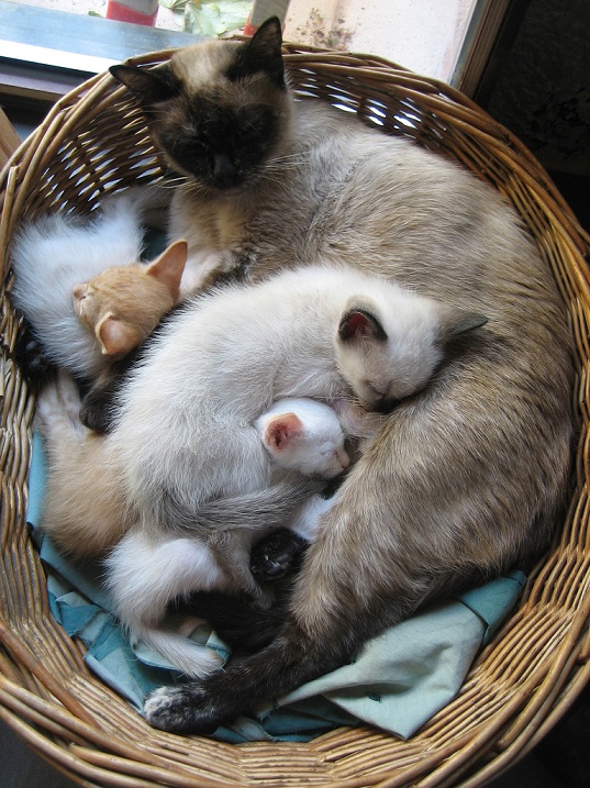 Сиамские кошки. Красивые фото. Кошка с котятами