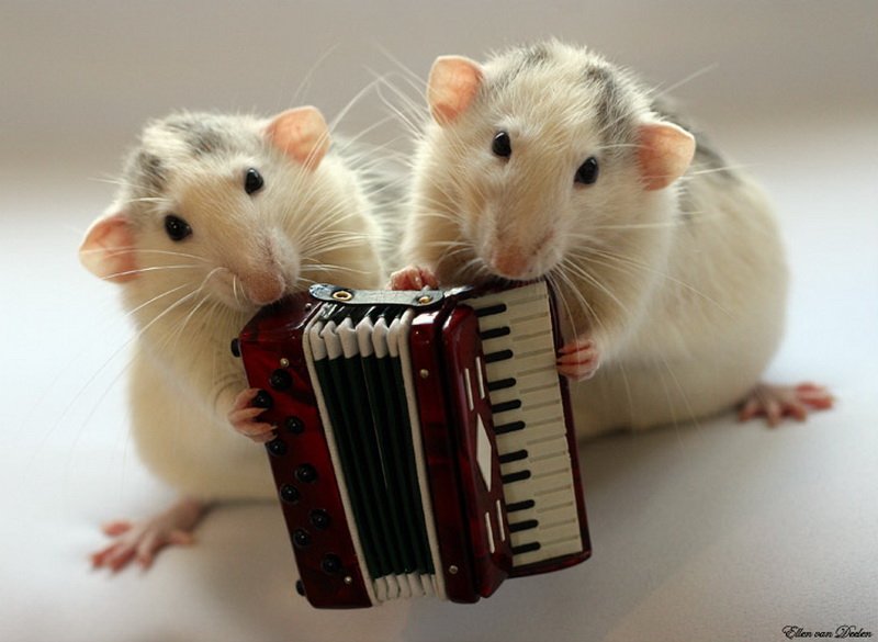 Крысы с аккордеоном. Эллен ван Дилен. Фото