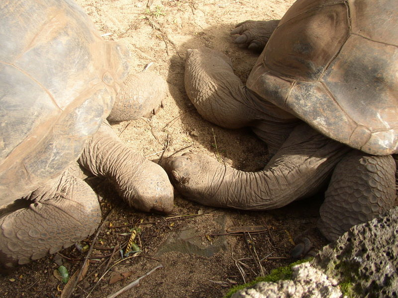 гигантские черепахи острова Маврикий. Фото