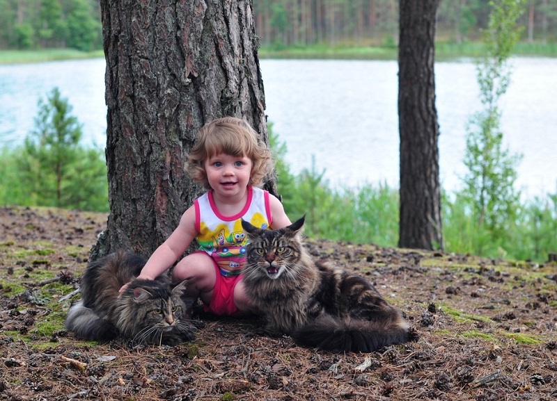 Девочка с котами-мэйнкунами в лесу. Фото