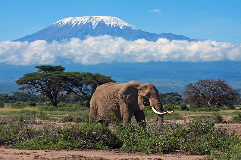 Красивое фото горы Килиманджаро. Танзания. Африка