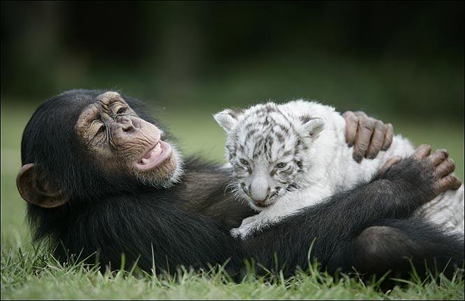 Шимпанзе Аджанта лежит в обнимку с белым тигренком. Фото