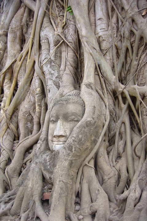 Дерево, разросшееся вокруг головы Будды на территории храма Ват Махатхат. Фото
