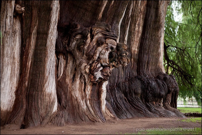 Лев на дереве Туле