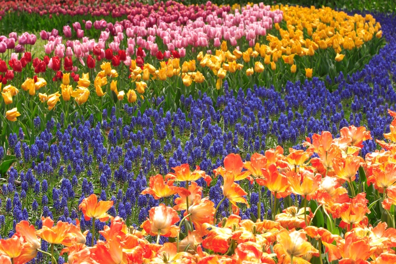 Японский парк Хитачи весной. Тюльпаны. Фото