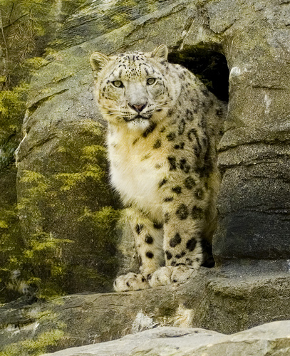Cнежный барс (ирбис) выходит из пещеры. Фото / Snow Leopard. Photo