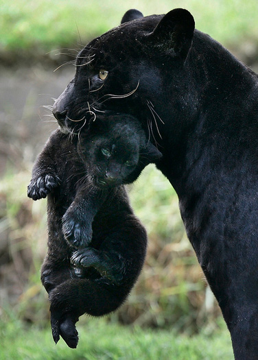 Черная пантера с детенышем в зубах. Фото