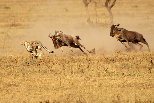 Гепард бежит наперегонки с антилопами гну. Фото