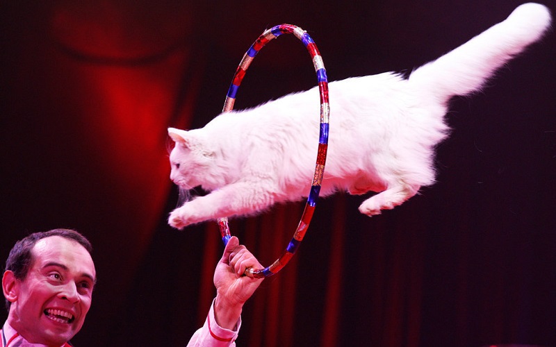 Театр кошек Юрия Куклачева. Кошка прыгает в кольцо. Фото