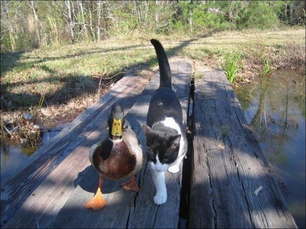 Кот и утка - друзья. Фото