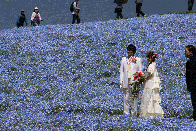 Японский парк Хитачи в мае. Цветение немофил. Фото