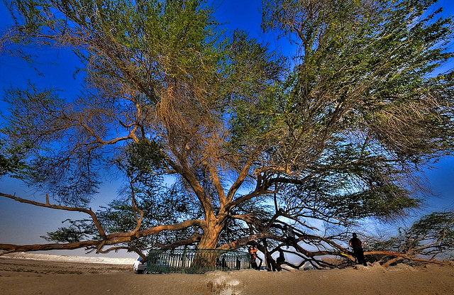 Дерево жизни днем. Бахрейн. Фото