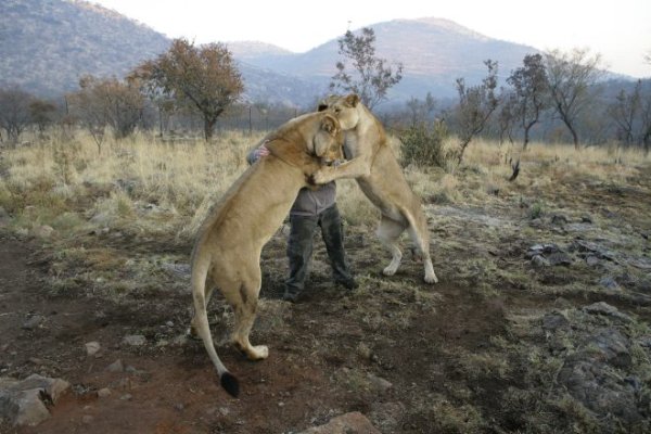 Две львицы обнимают Кевин Ричардсон. Фото