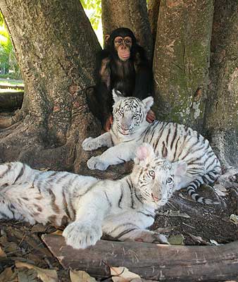 Семейная идиллия - шимпанзе и ее подросшие тигрята. Фото