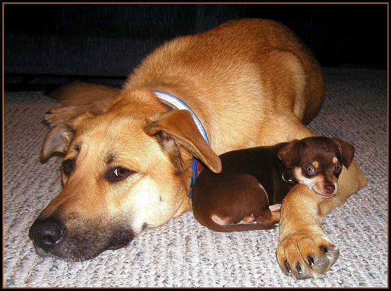 Собаки породы чихуахуа и домашние животные. Фото