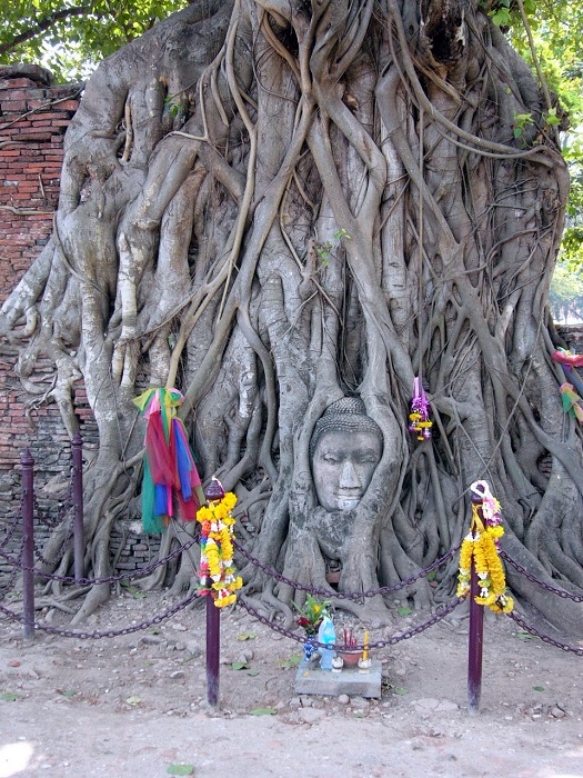 Голова Будды среди корней дерева в Таиланде. Фото