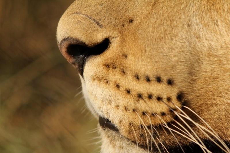Нос льва крупным планом. Фото