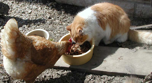 Дружба животных. Курица и кошка обедают