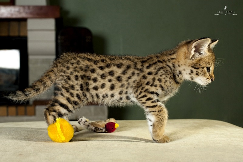 Котенок породы саванна. Фото