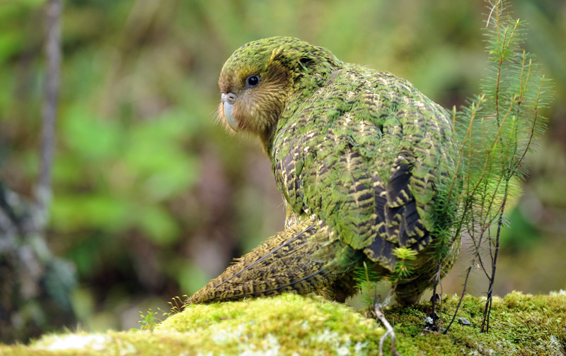 Какапо - нелетающий попугай из Новой Зеландии. Фото