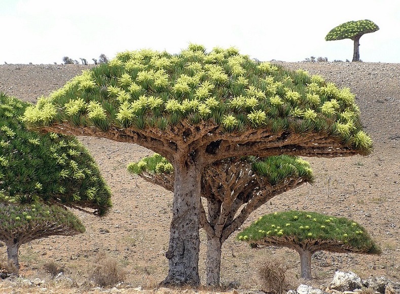 Драконово дерево. Необычная природа архипелага Сокотра. Фото