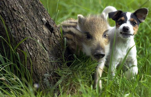 Дружба животных: кабанчик и щенок терьера. Фото