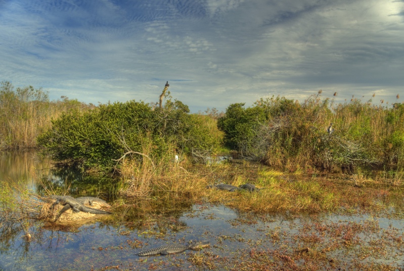 американские аллигаторы в национальном парке Эверглейдс (Флорида, США). Фото