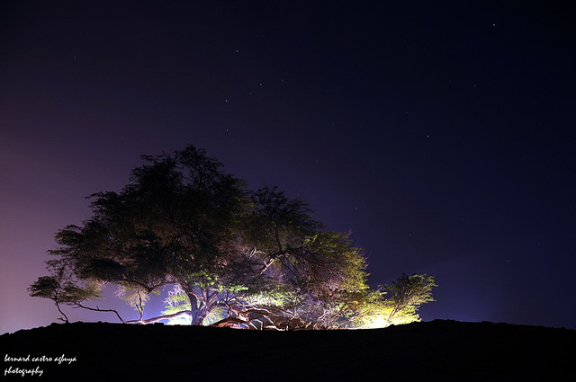 Дерево жизни ночью. Бахрейн. Фото