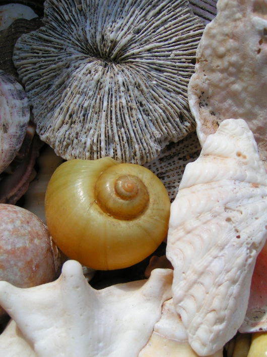 Морские ракушки. Фото