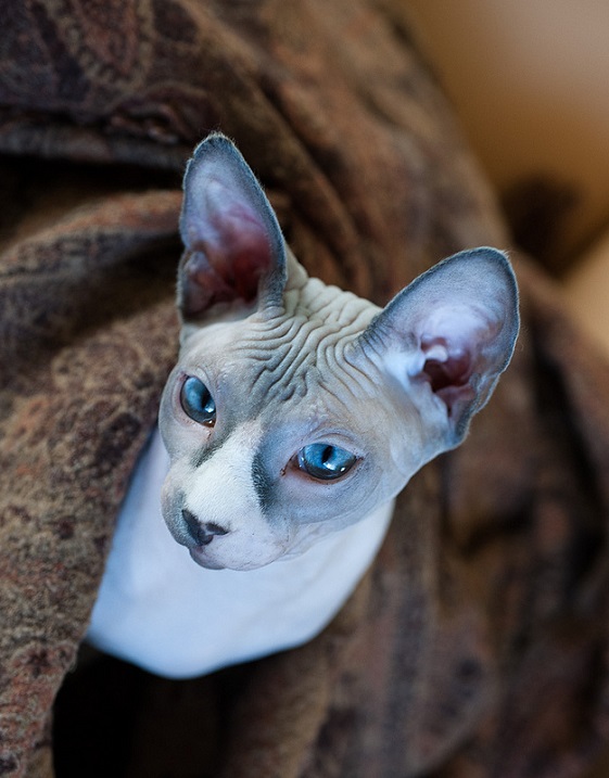 Лысый кот. Порода канадский сфинкс. Фото