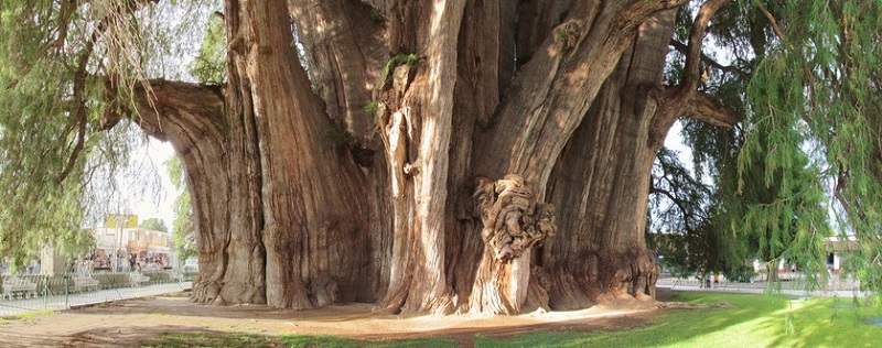 самое толстое дерево в мире - Туле (Мексика). фото