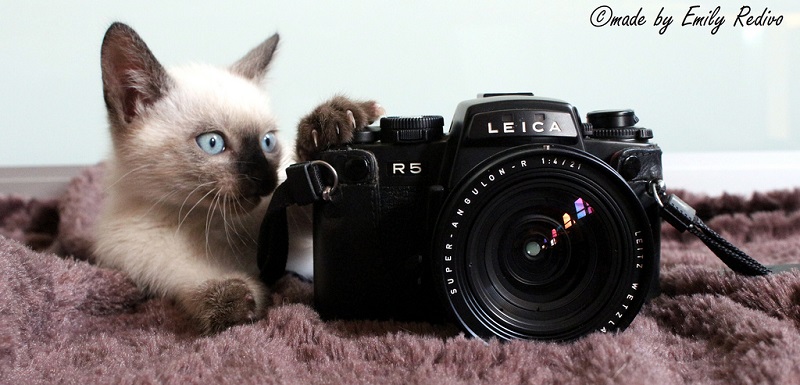 Сиамские кошки. Красивые фото. Кошка с котенком