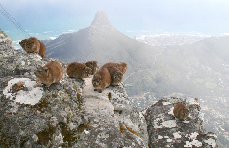 капские даманы в национальном парке Столовая гора (ЮАР). Фото / Rock Hyrax. Photo