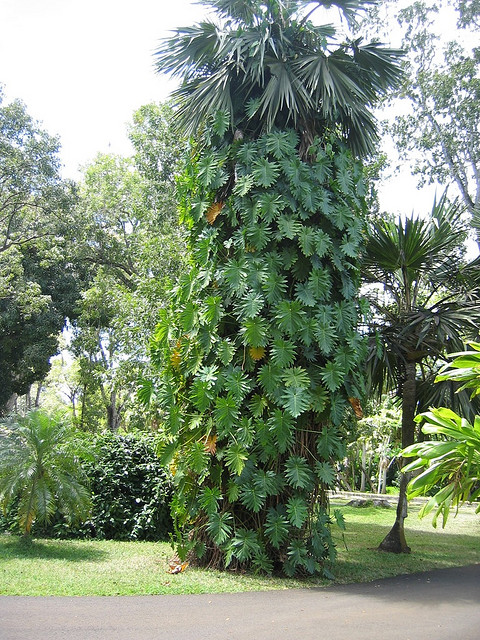 Ботанический сад Памплемус на острове Маврикий. Фото