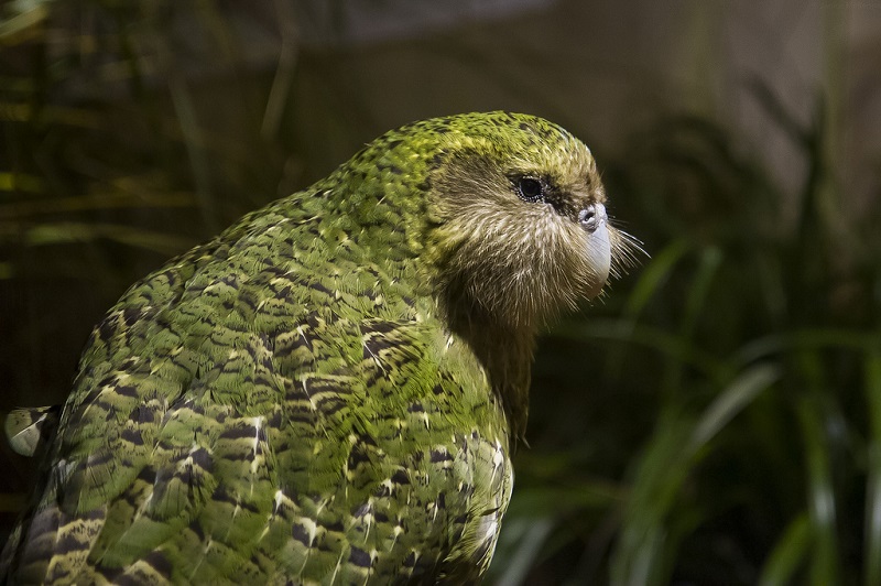 Какапо - нелетающий попугай из Новой Зеландии. Фото