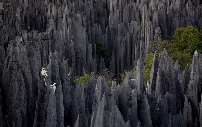 Лемуры на каменных скалах на Мадагаскаре. Фото