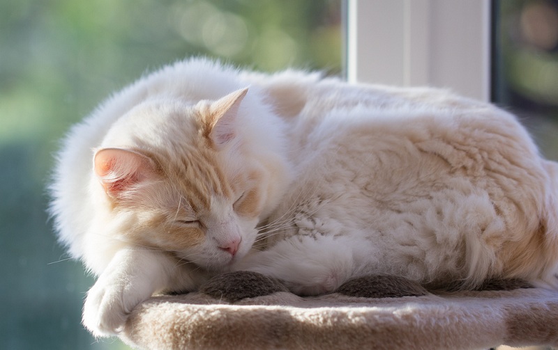 Голубоглазые кошки породы рэгдолл. Фото