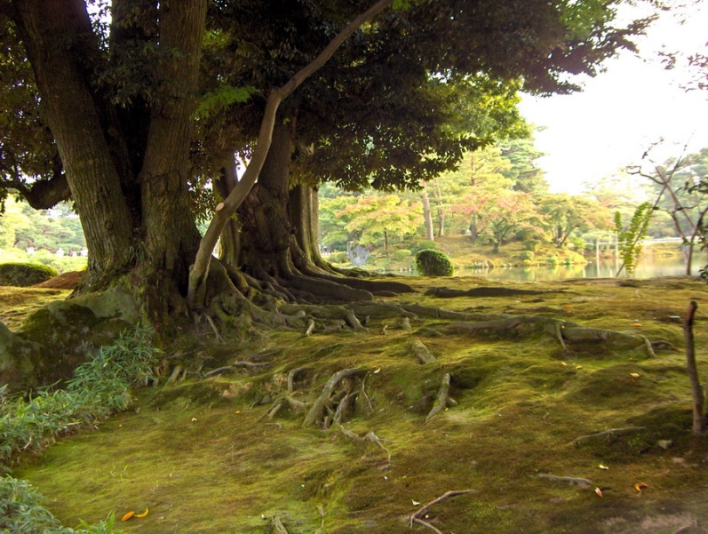 Японский парк Кераку-эн. Большие старые деревья. Фото