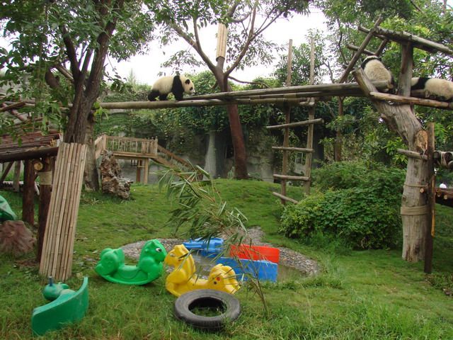 Детская площадка для панд в городе Чэнду. Фото