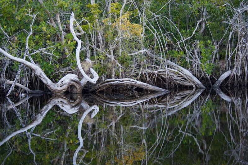 Национальный парк Эверглейдс (Флорида, США). Фото