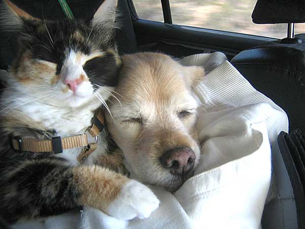 Дружба кота и собаки. Фото