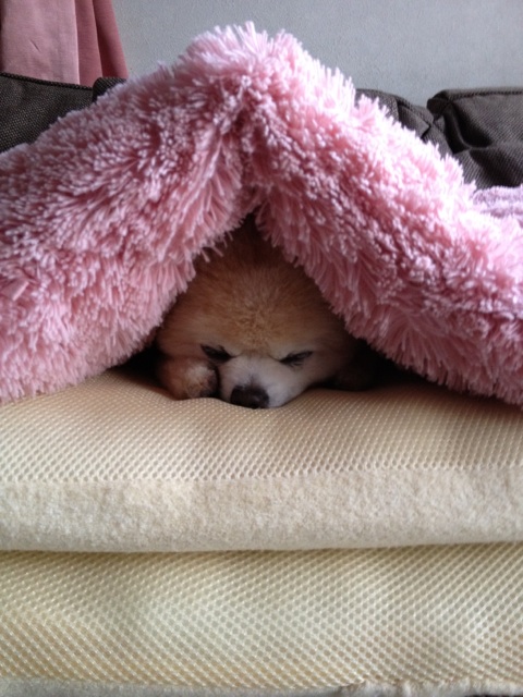 Шпиц Шунсуке под одеялом. Фото