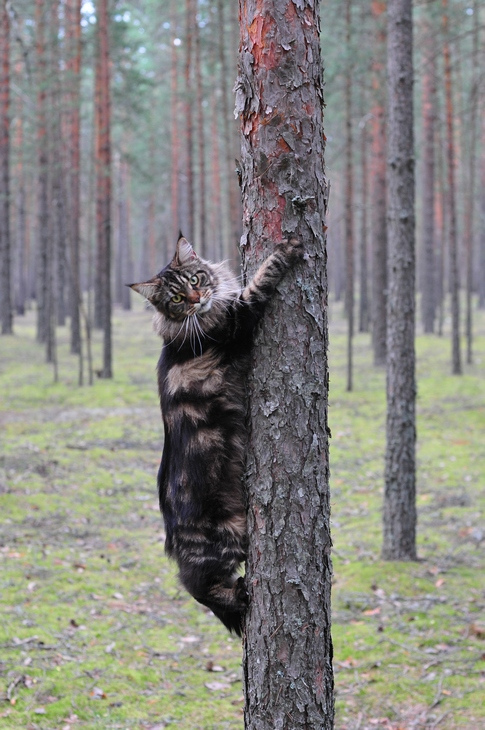 Кот мэйнкун ползет по дереву