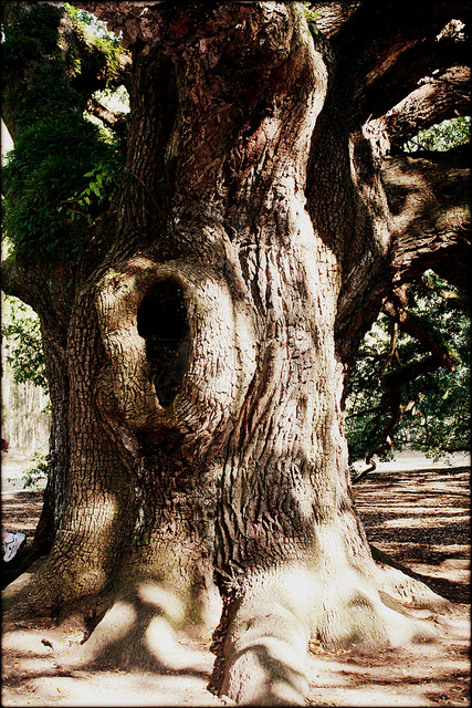 Необычные деревья. Дуб Ангела. Фото