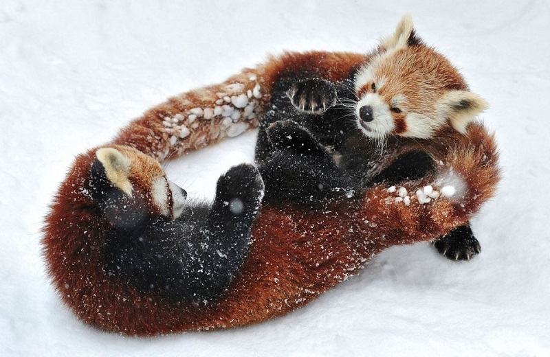 Животные в снегу. Фото