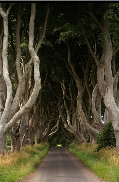 Таинственный лес, или Темная аллея буков в Ирландии. Фото