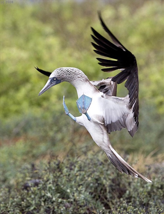 Необычная птица голубоногая олуша в период брачных игр. Фото