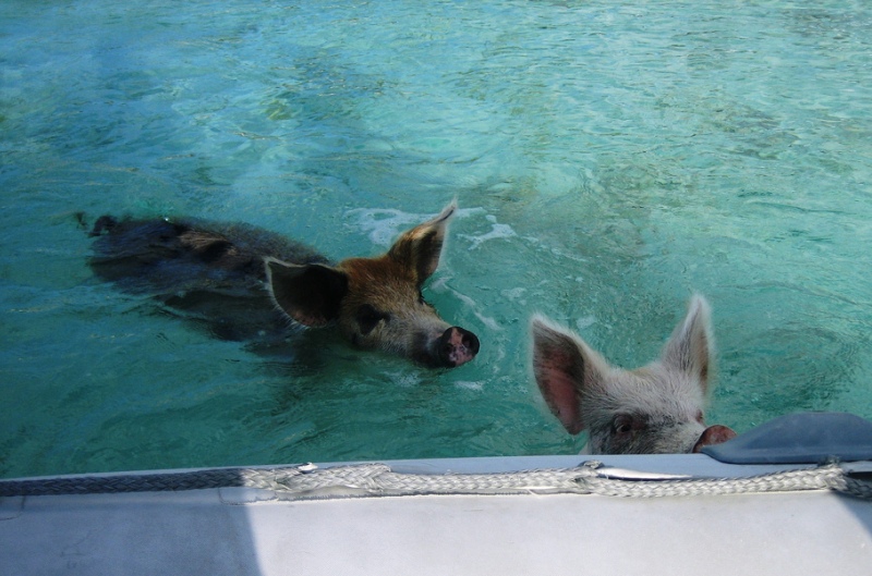 Свиньи подплывают к яхте у Багамских островов. Фото